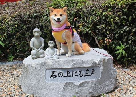 doge.jpg